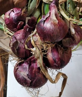 Onion Plants -1 Bundle