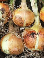  Seeds & Bulbs Twin Oaks Nursery & Supply