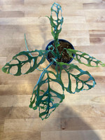 Monstera Obliqua, 4 inch potted plant with uniquely perforated leaves, native to tropical forests, showcasing an intricate leaf pattern and vibrant green color. Monstera Obliqua, 4 inch potted plant with uniquely perforated leaves, native to tropical forests, showcasing an intricate leaf pattern and vibrant green color.