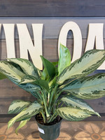 Aglaonema 'Silver Bay' made by here at Twin Oaks Nursery & Supply