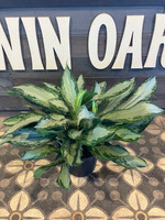 Aglaonema 'Silver Bay'