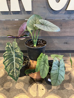 Alocasia - Assorted made by here at Twin Oaks Nursery & Supply