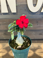 Bird of Paradise - 6 Inch by at Twin Oaks