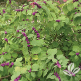 American Beautyberry, lush green shrub with clusters of vibrant purple berries.