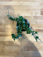 Hoya Compacta (Hindu Rope)