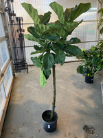 Ficus Fiddle Leaf Fig made by here at Twin Oaks Nursery & Supply