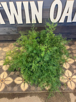 Asparagus Fern Hanging Basket