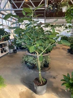 Ficus Audrey made by here at Twin Oaks Nursery & Supply