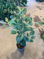 Ficus Audrey