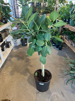 Ficus Audrey