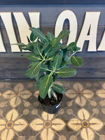 Ficus Audrey