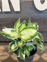 Dieffenbachia - Assorted is here at  Twin Oaks Nursery & Supply in Denison & Sherman Tx