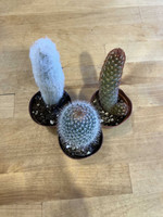  Indoor Plants Twin Oaks Nursery & Supply