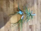 Air Plant - Assorted