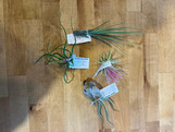 Air Plant - Assorted