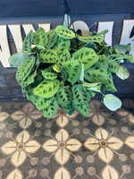 Calathea - 8 Inch Hanging Basket