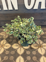 Ficus Triangularis made by here at Twin Oaks Nursery & Supply