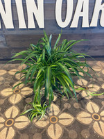 Hawaiian Spider Plant - 8 Inch Hanging Basket