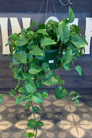 Pothos Hanging Basket 10 Inch