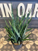 Sansevieria - Assorted