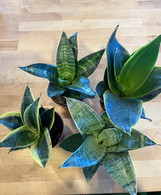 Sansevieria - Assorted