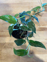 Pothos - E. Pinnatum - Albo