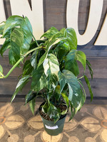 Pothos - E. Pinnatum - Albo