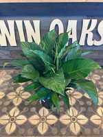 Peace Lily - Assorted