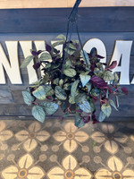 Purple Waffle Plant - 8 Inch Hanging Basket