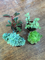 Succulent - Assorted made by here at Twin Oaks Nursery & Supply