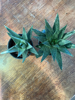 Succulent - Assorted