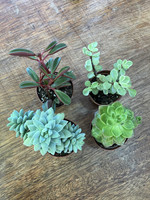  INDOORS Twin Oaks Nursery & Supply