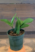 ZZ Houseplant