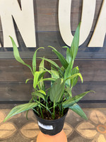 Pothos - Epipremnum Amplissimum - 6 Inch