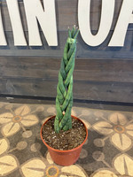 Sansevieria Cylindrica Braid - 8 Inch