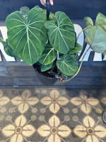 Philodendron Gloriosum - 8 Inch Hanging Basket