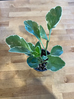 Peperomia - Assorted