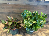 Peperomia - Assorted