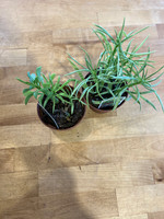 Peperomia - Assorted