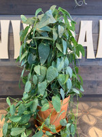 Pothos Cebu Blue Totem - 8 Inch