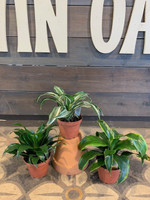 Dracaena - Assorted made by here at Twin Oaks Nursery & Supply