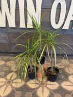 Dragon Tree Dracena - 4 Inch made by here at Twin Oaks Nursery & Supply