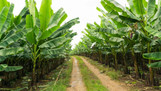 Banana Tree made by here at Twin Oaks Nursery & Supply