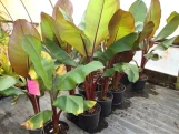 Banana Tree