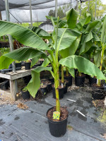 Banana Tree