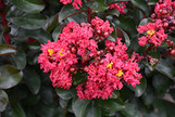 Barista 'Cherry Mocha' Crape Mytle made by here at Twin Oaks Nursery & Supply