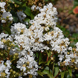 Enduring White Crape Myrtle made by here at Twin Oaks Nursery & Supply