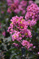 Enduring Pink Crape Myrtle made by here at Twin Oaks Nursery & Supply