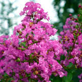 Enduring Fuchsia Crape Myrtle made by here at Twin Oaks Nursery & Supply