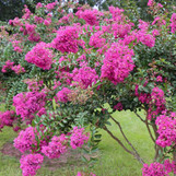 Enduring Fuchsia Crape Myrtle